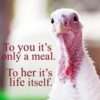 Good Stories and Good Food for Vegan Thanksgiving Activism thanksgiving