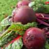 Potassium in Vegan Diets: Less Kale, More Beans? beets and beet greens for potassium