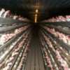 The 2015 Dietary Guidelines: What Will They Mean for Vegans? Photo credit: Farm Sanctuary