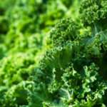 Vegan Diets to Reduce Colon Cancer Risk