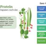 Plant Protein: Why Vegan Diets Need Beans