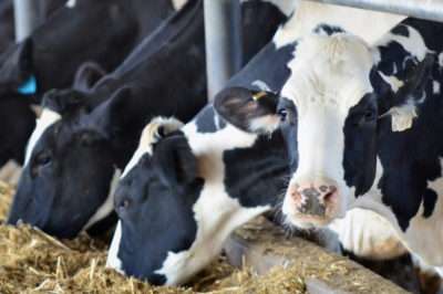 Giving Up Dairy is a Good Idea. And It’s Easier than You Think – The ...