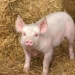 Why I’m Still Vegan—and Why It’s a Choice that Matters